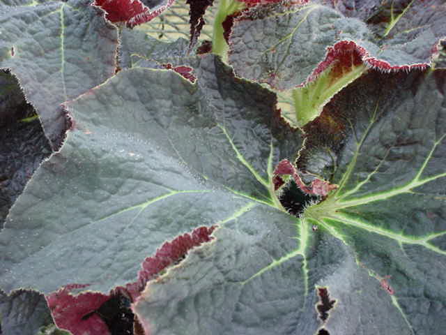 B. ‘Mr. Jaros’